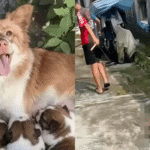 Hong Kong – Four Boys Fatally abuse Dogs