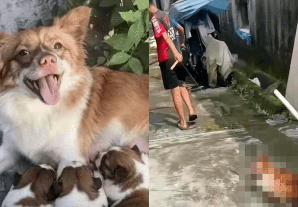 Hong Kong – Four Boys Fatally abuse Dogs