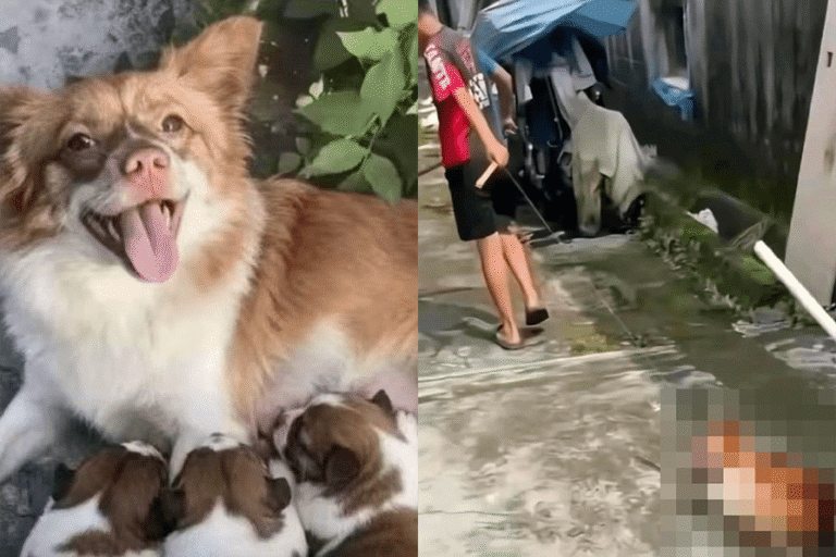 Hong Kong – Four Boys Fatally abuse Dogs